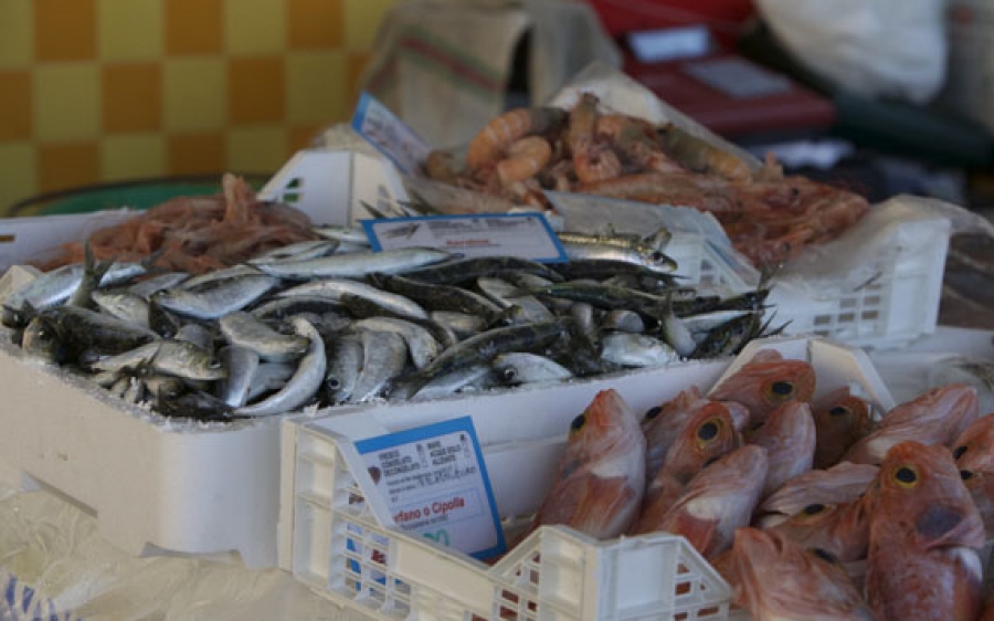 Rilevatore dati socioeconomici della flotta da pesca italiana